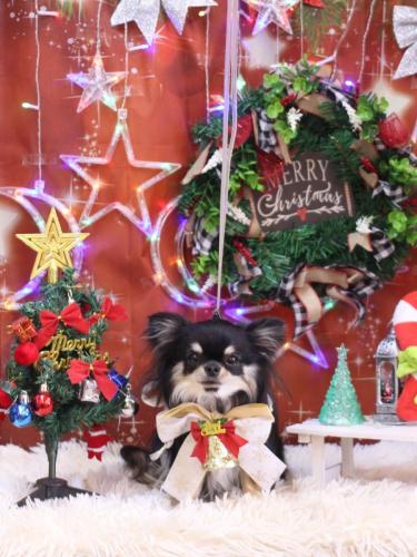 20231216プリンちゃん